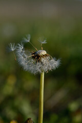 Seedhead of a Dandelion in spring