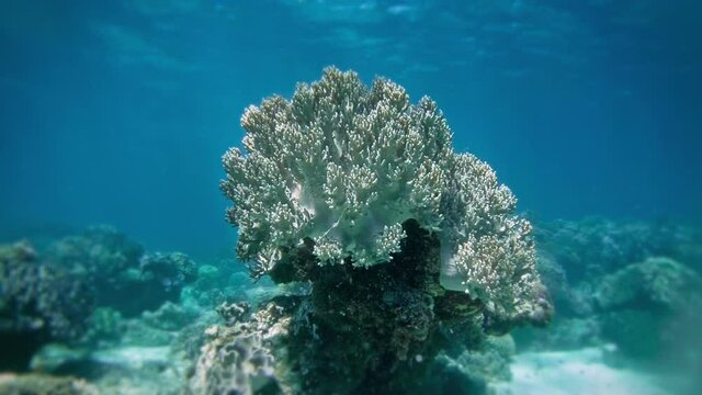 Perfect underwater background: coral reef, clear blue water and reflection of ray of light