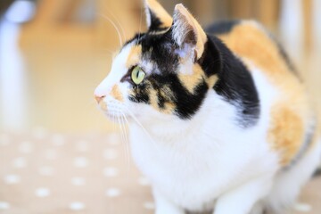 portrait of a cat