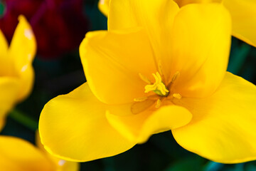 黄色いチューリップの花のアップ