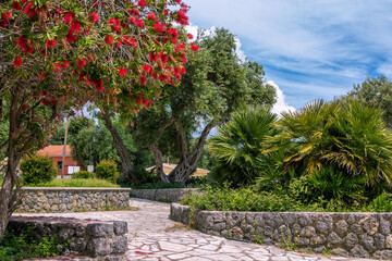 Summer landscape - beautiful park with olive and palm trees, blooming callistemon with red flowers...