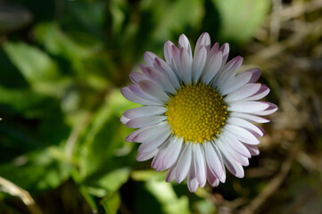 Fototapeta premium Common daisy flower in nature close up flower head