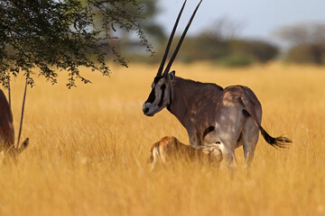 Oryx beisa (oryx beisa)