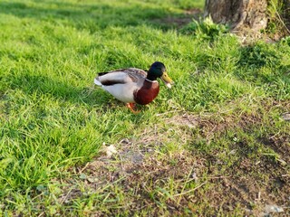 duck in the grass