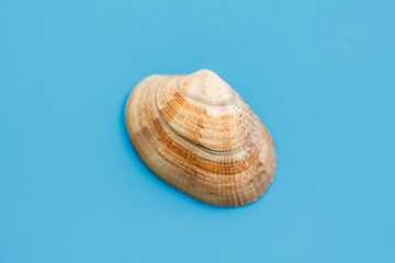 Summer beach background, seashells on light blue background. Top view. Sea summer vacation background