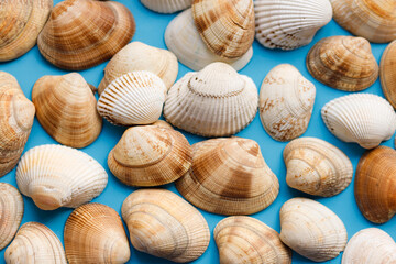 Summer beach background, seashells on light blue background. Top view. Sea summer vacation background