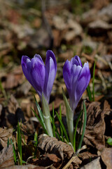 Purple crocus flowers, Colchicum, in a green grass meadow.