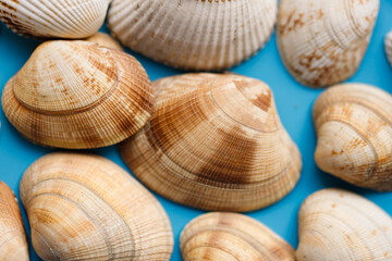 Summer beach background, seashells on light blue background. Top view. Sea summer vacation background