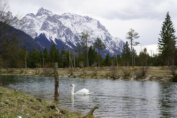 Schwan am Isarstausee in Krün Karwendelgebirge