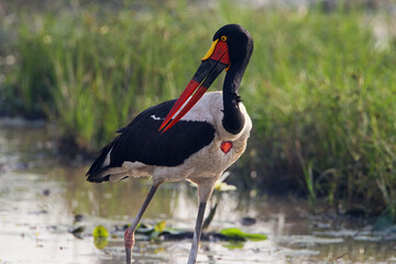 Jabiru (ephippiorhyncus senegalensis)