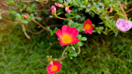 Portulaca oleracea flowers. Beautiful background flowers