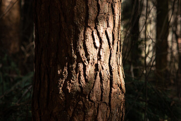 Oak tree trunk portrait in the forest sun light ray low ke