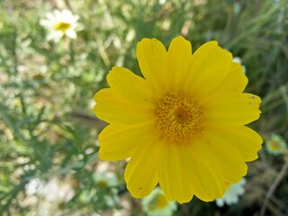 yellow flower