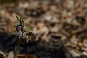 Early spring forest blooms hellebore in the woods