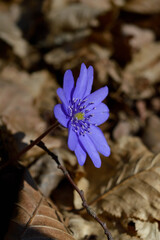 Anemone hepatica small blue purple early spring wildflower