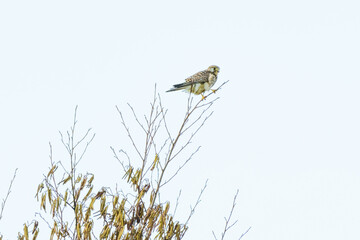 Close-up of Kestrel bird of prey. The bird sits on a thin twig against a beautiful blue sky with white clouds one, in side view