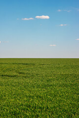 Green cultivated field and blue sky with white clouds vista no people