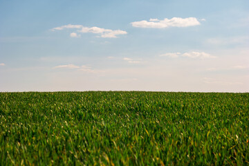 Green cultivated field and blue sky with white clouds vista no people