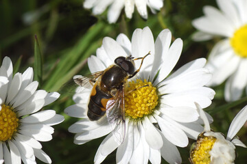 Male hoverfly, Eristalis horticola, family Syrphidae on a flower of common daisy Bellis perennis, family Asteraceae. Spring, March, Dutch garden. Netherlands.	