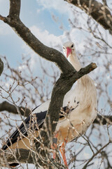 A stork stands in its nest, between twisting branches of the tree. A threatening blue sky in the background. copy-space