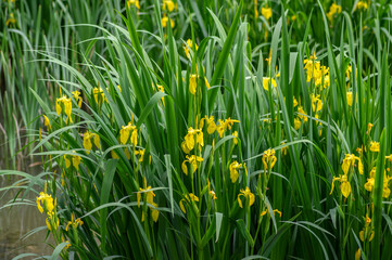 Iris pseudacorus bright yellow water flag flowers in bloom, beautiful flowering water plant
