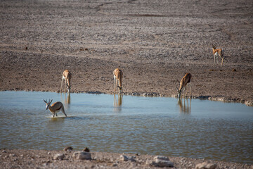 Springbok on a waterhole in Etosha National Park of Namibia, Southern Africa...