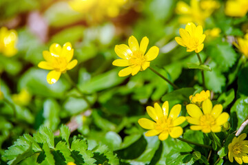 Yellow Lesser celandine flowers in spring on a green natural background