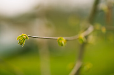 fresh new bush buds closeup at springtime abstract floral background
