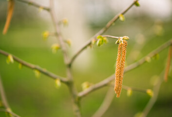 Fototapeta premium fresh new bush buds closeup at springtime abstract floral background