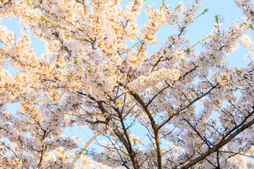 角館の桜　桜並木　桧木内川
