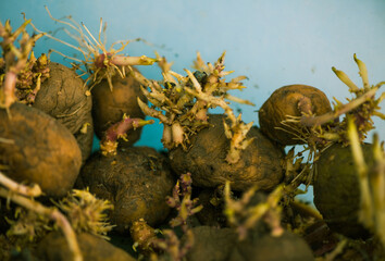 potatoes seeds at springtime abstract blue background