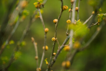fresh new buds on currant branches at springtime farm garden background