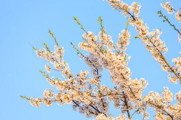 角館の桜　桜並木　桧木内川