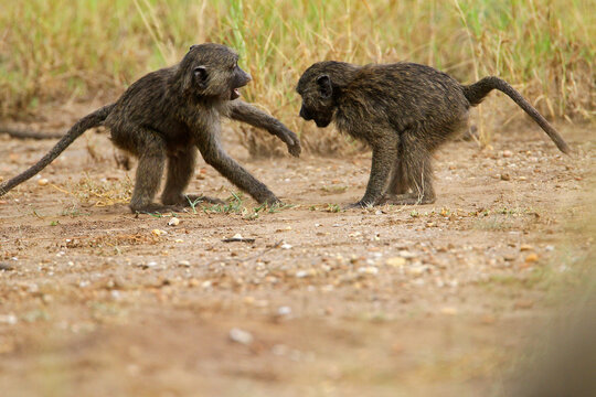 Babouin g&eacute;lada (papio theropithecus gelada)