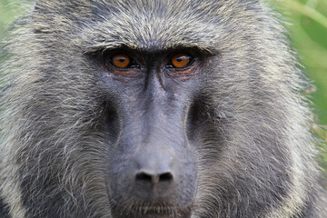 Babouin gélada (papio theropithecus gelada)