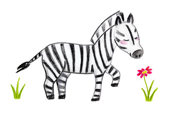 Cute zebra sniffs the flower cartoon isolated on white background