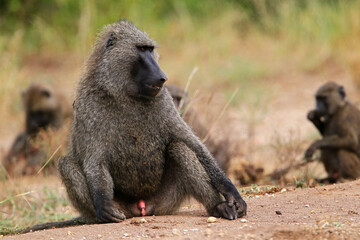 Babouin gélada (papio theropithecus gelada)