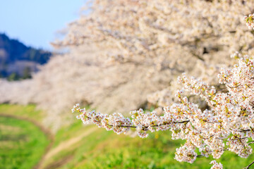 角館の桜　桜並木　桧木内川