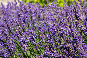 Fototapeta premium the blooming lavender flowers in Provence, near Sault, France