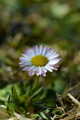 Common daisy flower in nature close up flower head