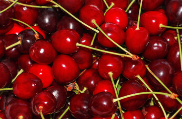 Close-up of a pile of ripe cherries with stalks . Background of ripe cherries