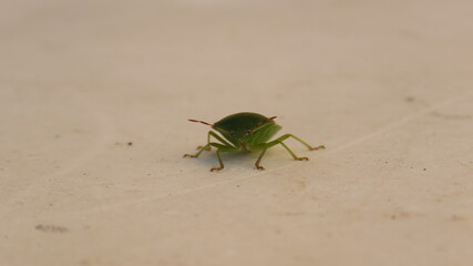 Cimice
