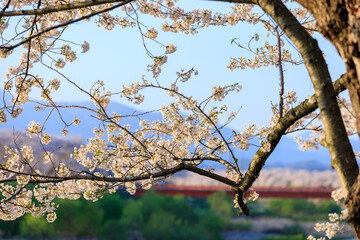 角館の桜　桜並木　桧木内川