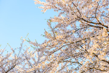 角館の桜　桜並木　桧木内川