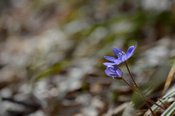 Anemone hepatica, small early spring purple wildflower,
