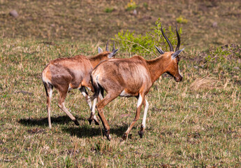 Naklejka na ściany i meble Antelope Retreating on Dry Grassland in South Africa
