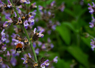 Bees Collecting Pollen From Purple Flowers
