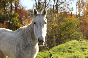 Obraz na płótnie Canvas Beautiful white horse outdoors on sunny day
