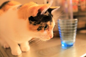 cat
