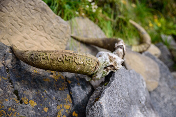 Engraved animal skull in the Himalayas
